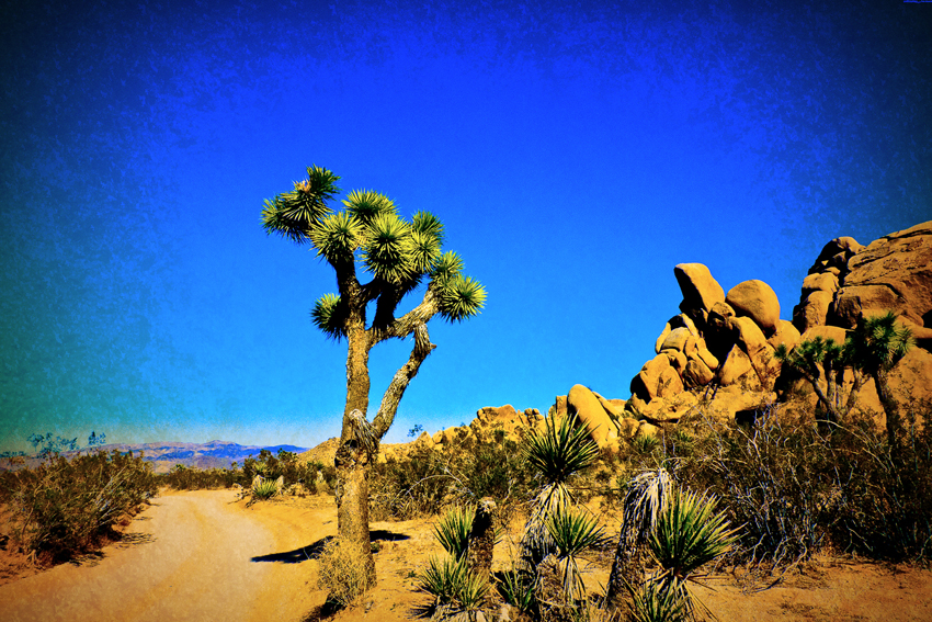 photography_rodneybowesdesign_losangeles